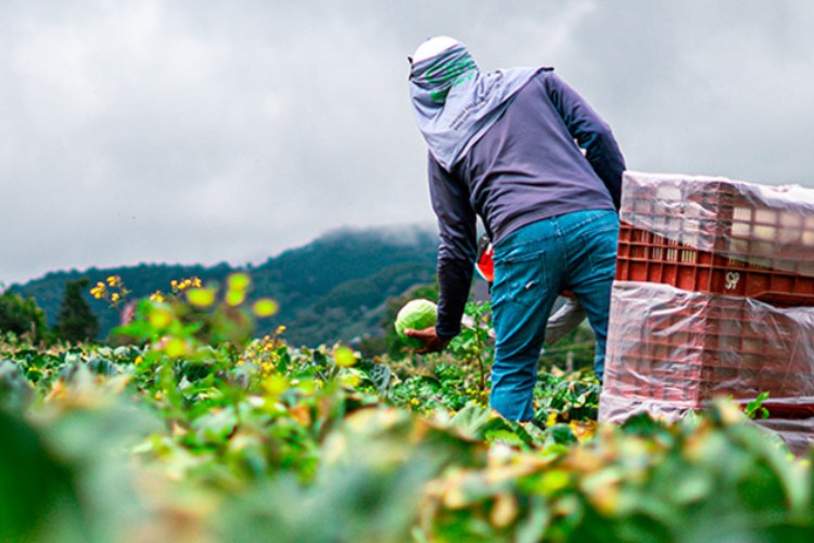 Un hombre trabajando en un campo agrícola.