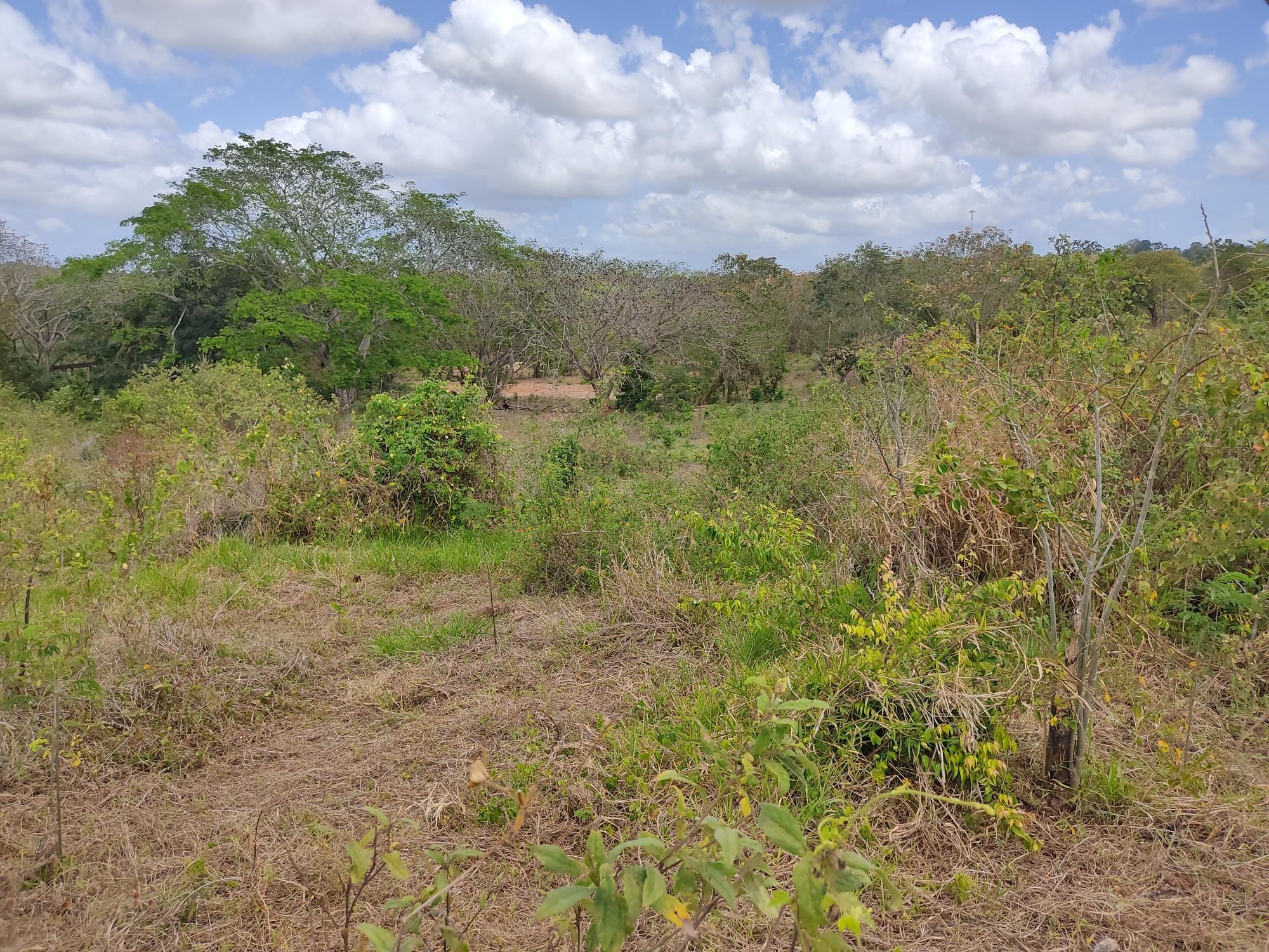 Oportunidad Terreno para Desarrollo Inmobiliario en La Mitra, Chorrera