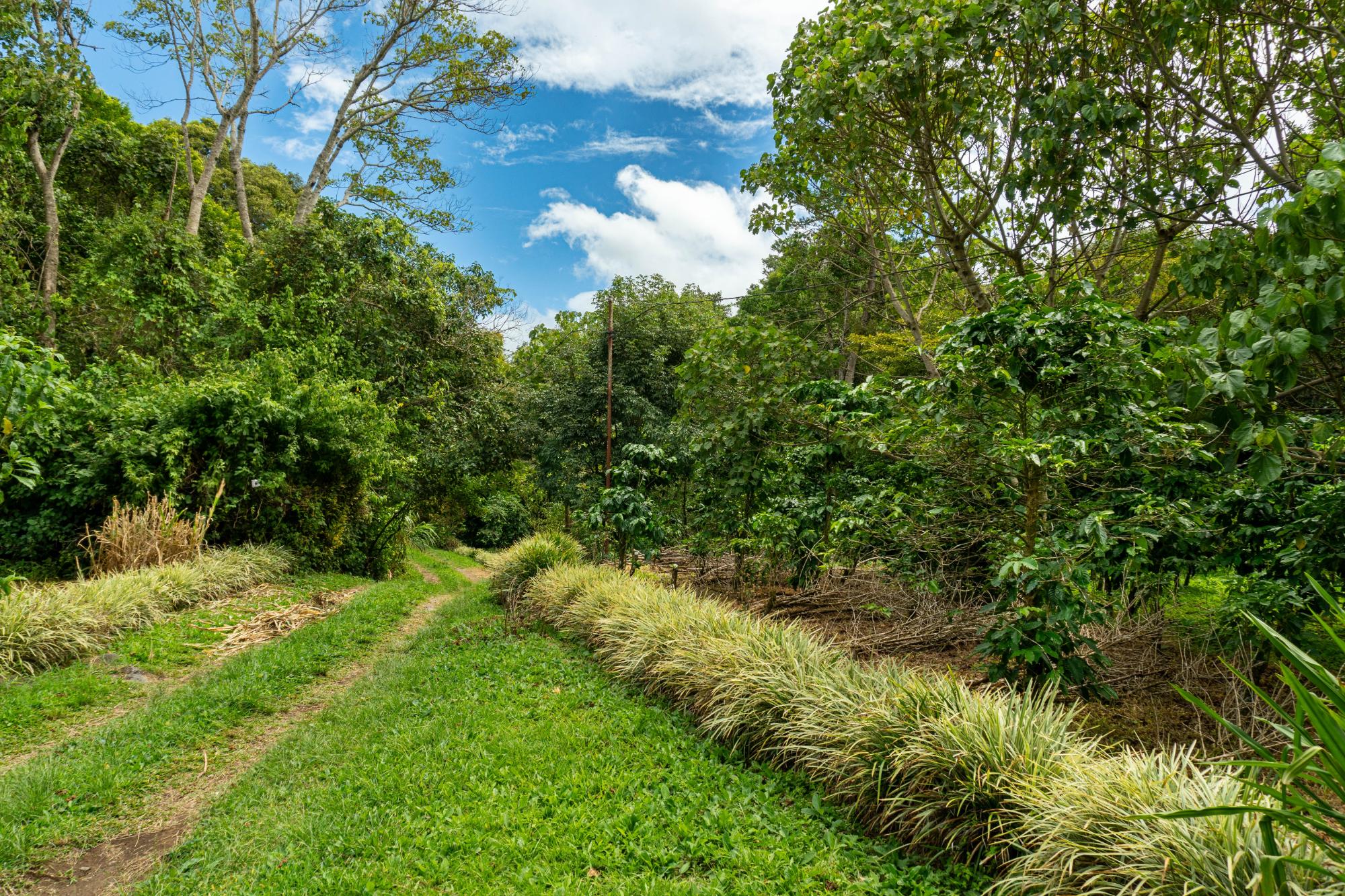 Terrenos de inversión en Boquete, Panamá