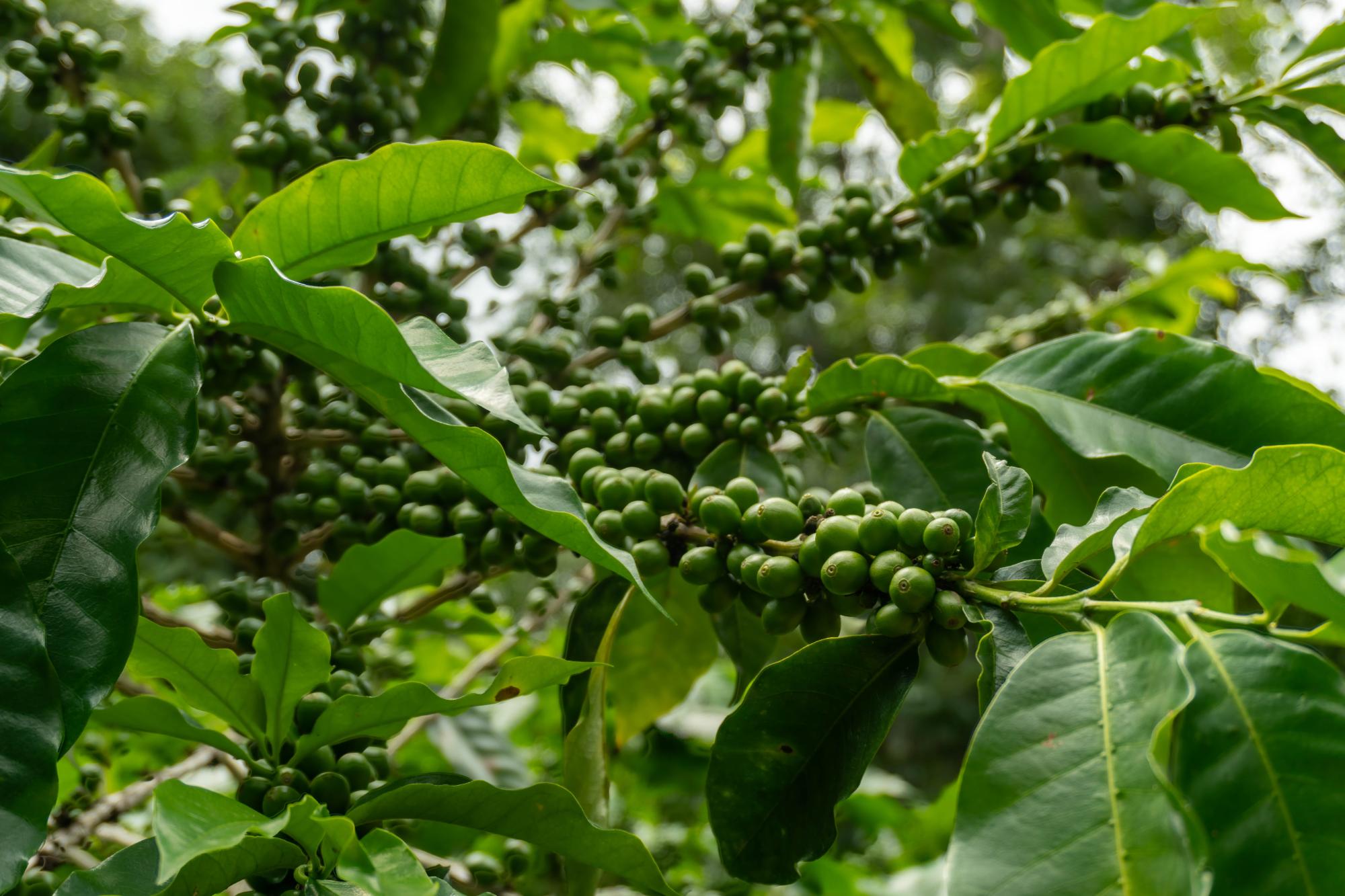Terrenos de inversión en Boquete, Panamá