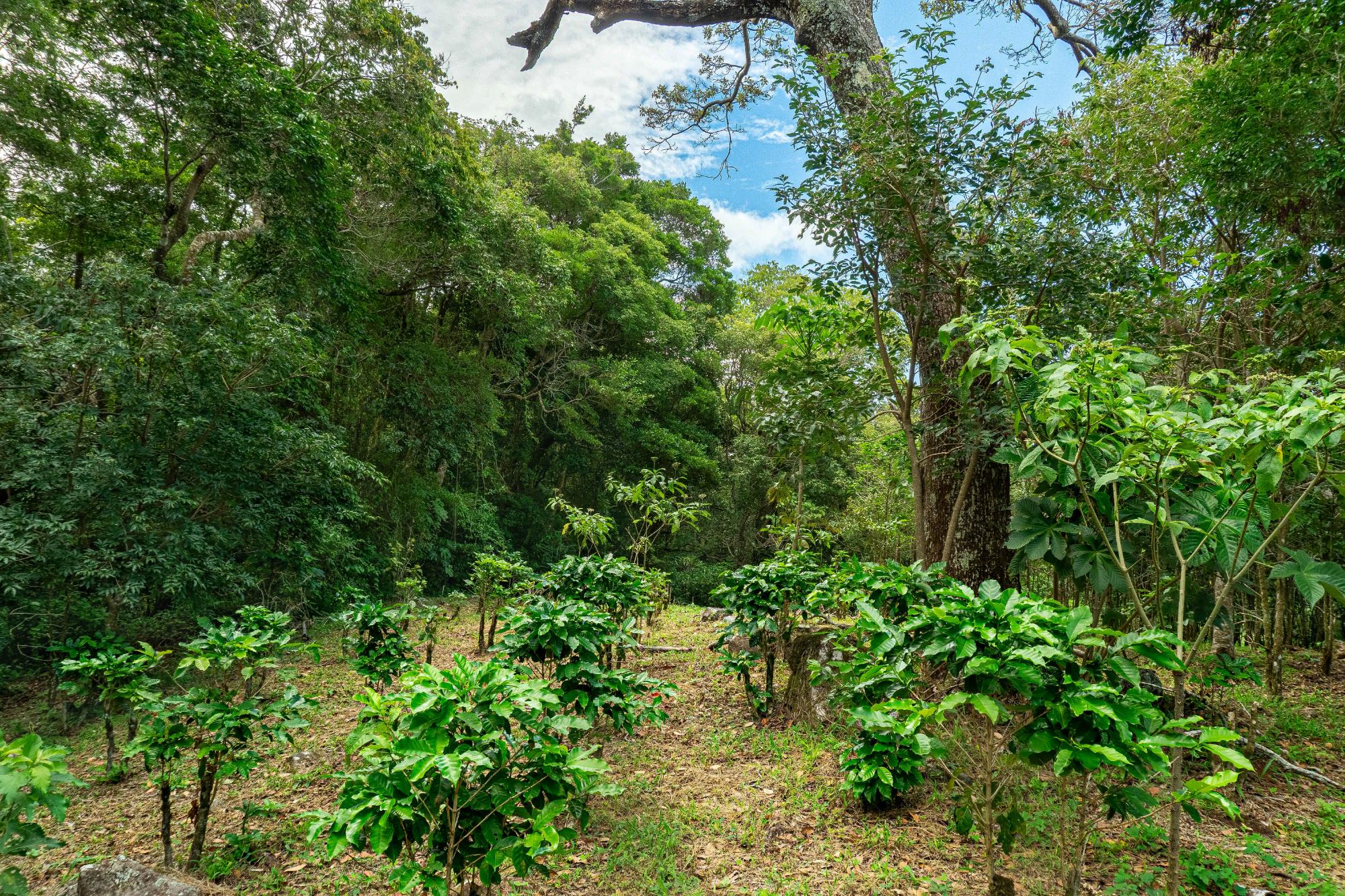 Terrenos de inversión en Boquete, Panamá