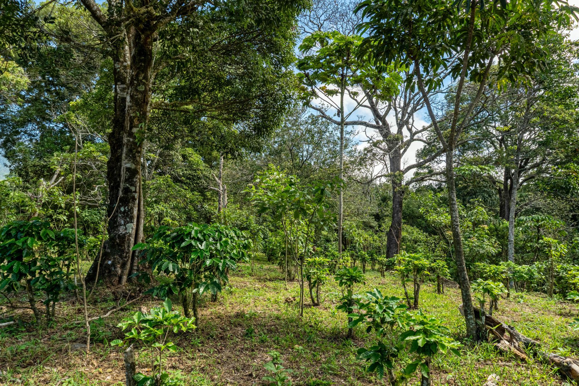 Terrenos de inversión en Boquete, Panamá