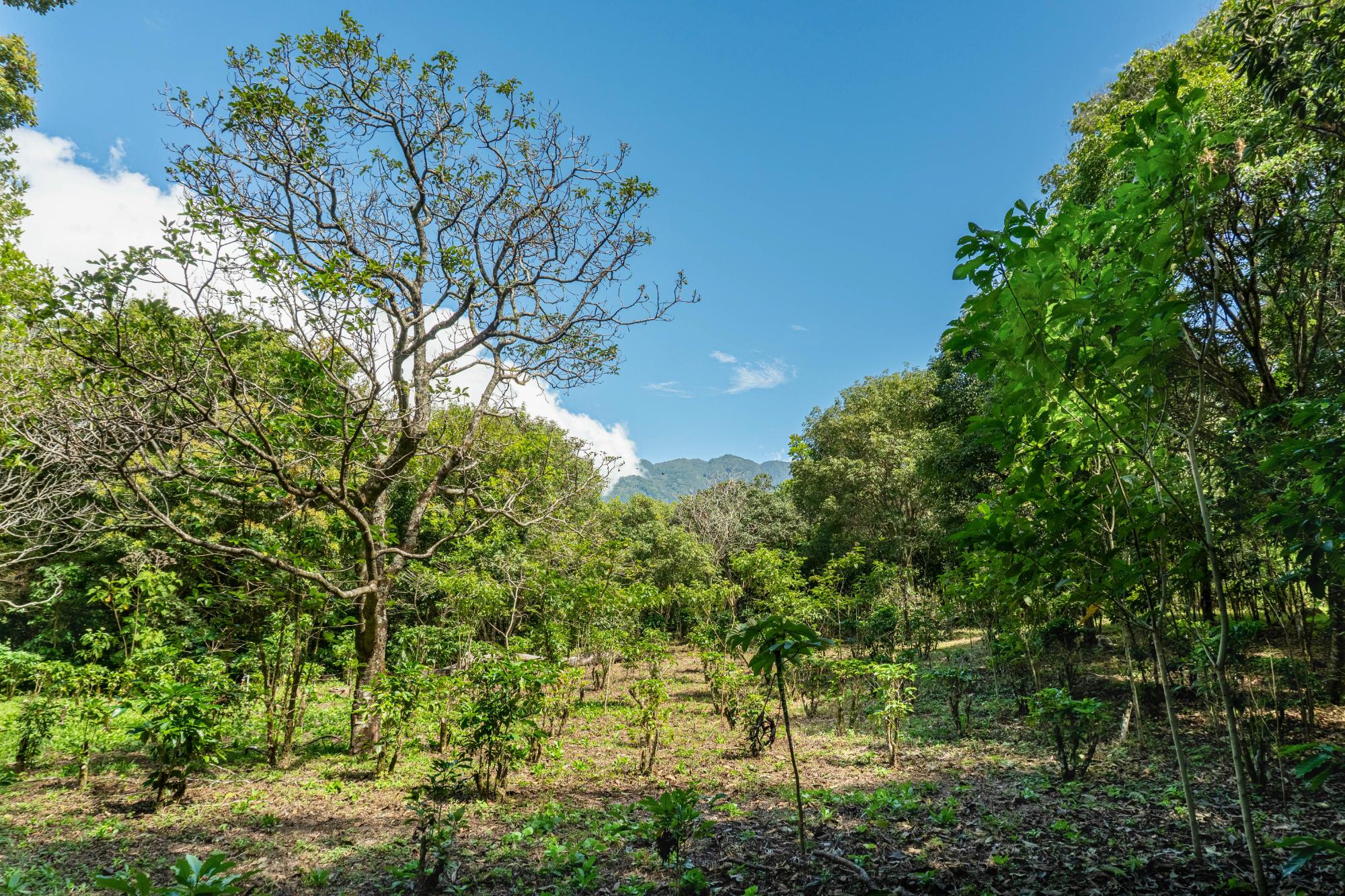 Terrenos de inversión en Boquete, Panamá