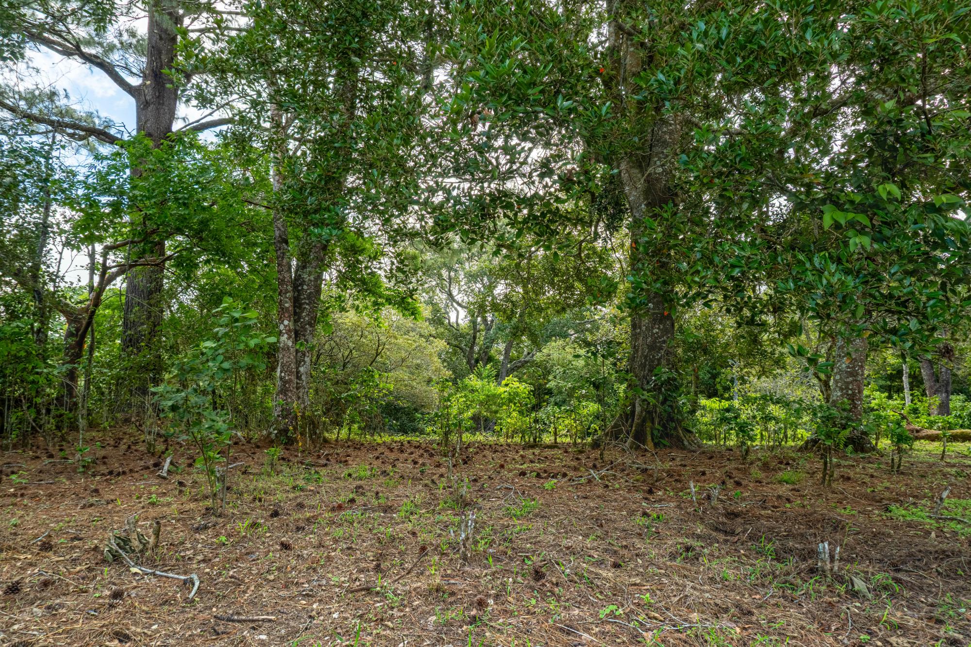 Terrenos de inversión en Boquete, Panamá