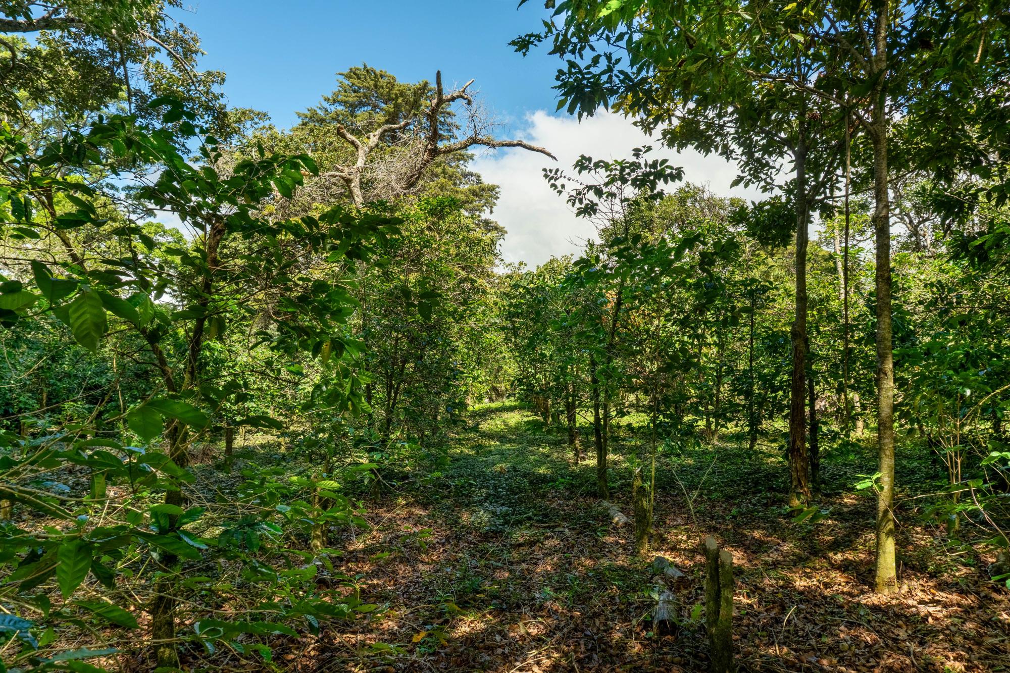 Terrenos de inversión en Boquete, Panamá
