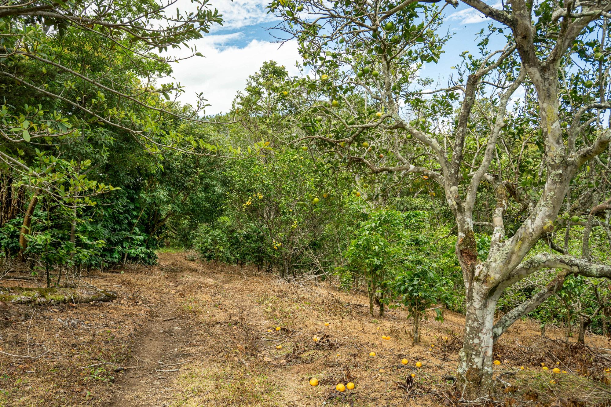 Terrenos de inversión en Boquete, Panamá