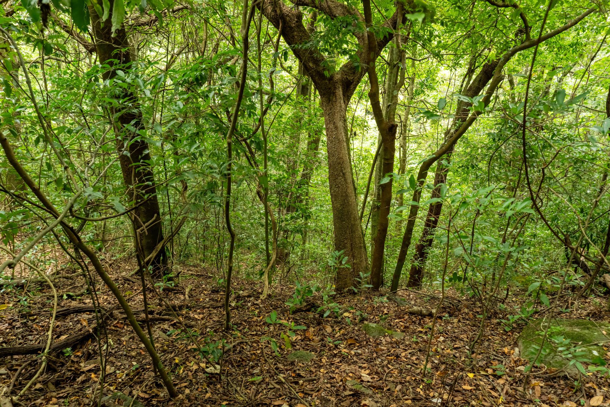 Terrenos de inversión en Boquete, Panamá