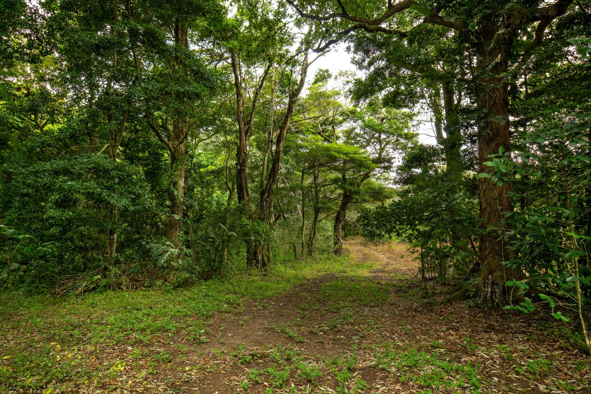 Terreno panorámico en Boquete, Panamá