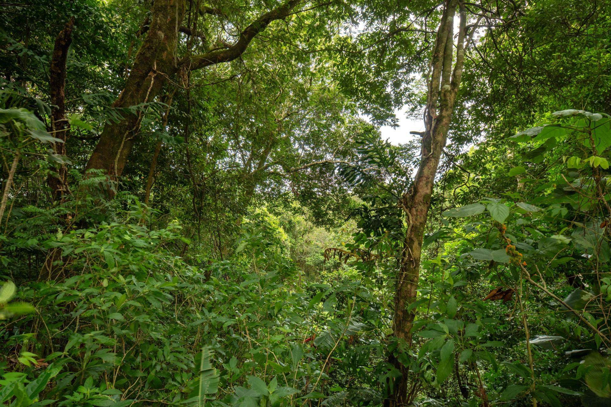 Terreno panorámico en Boquete, Panamá