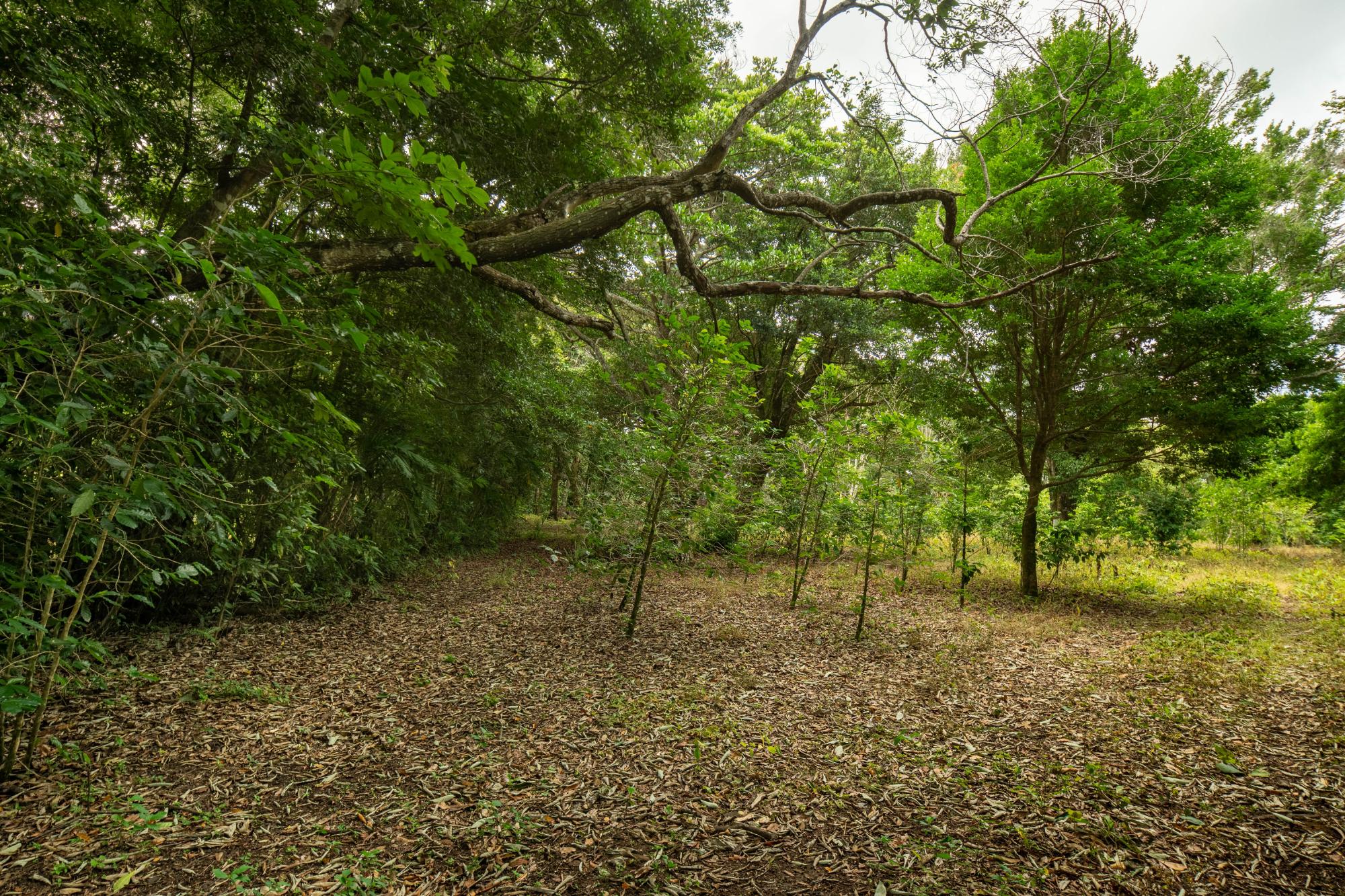 Terreno panorámico en Boquete, Panamá