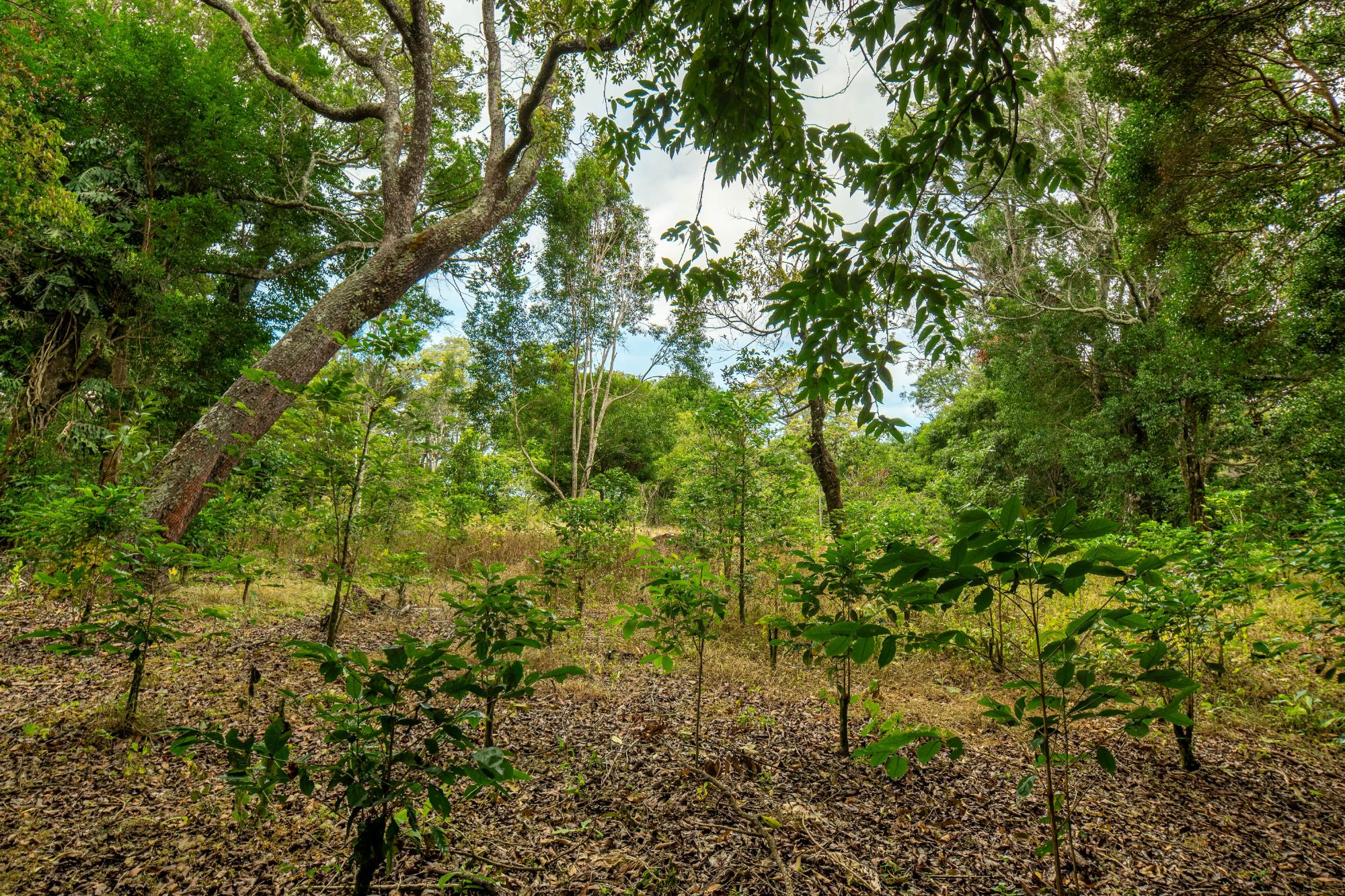Terreno panorámico en Boquete, Panamá