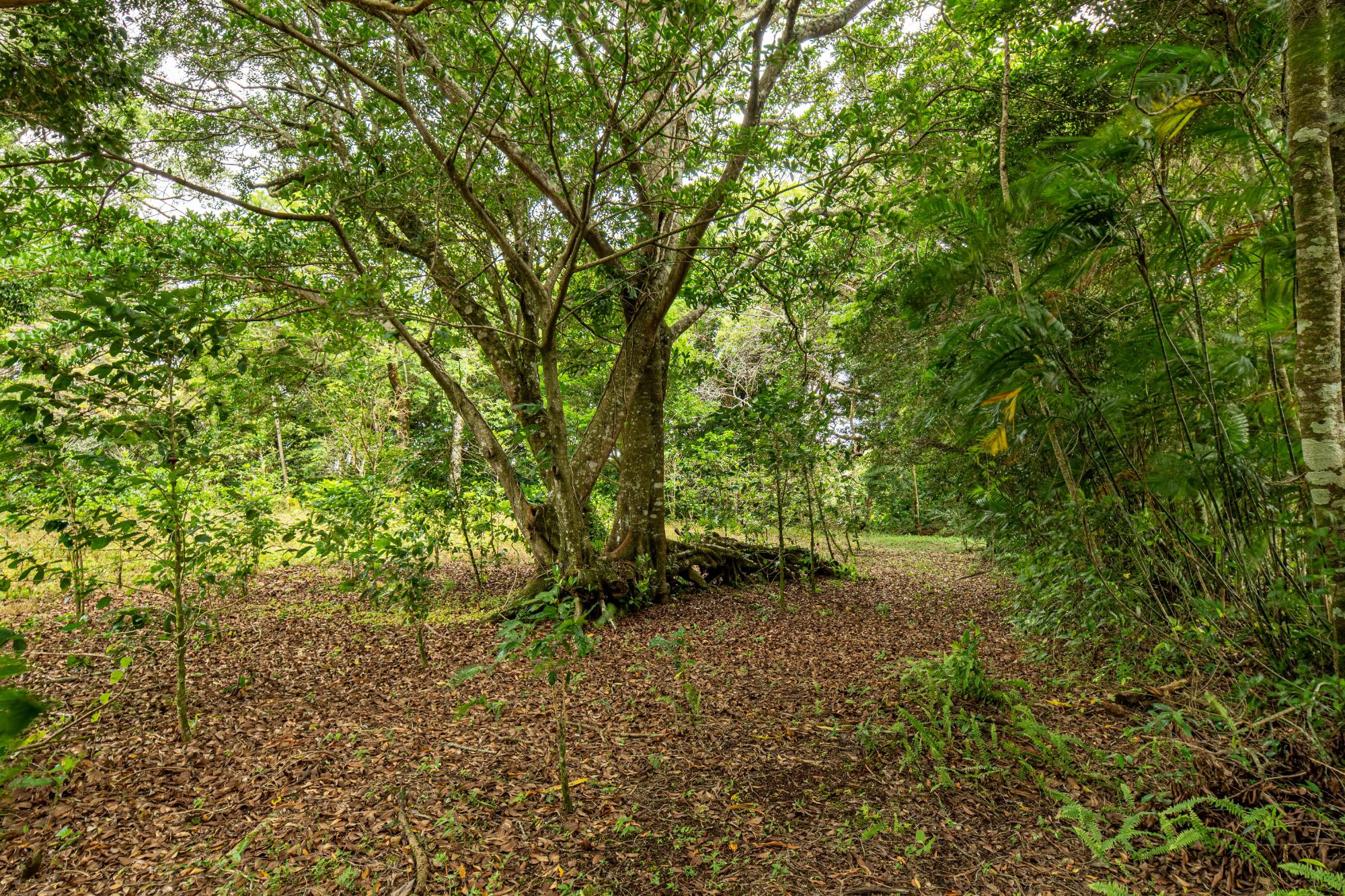 Terreno panorámico en Boquete, Panamá