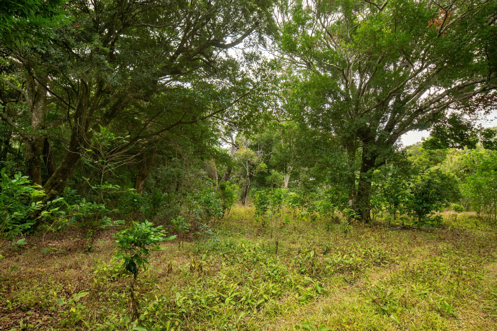 Terreno panorámico en Boquete, Panamá