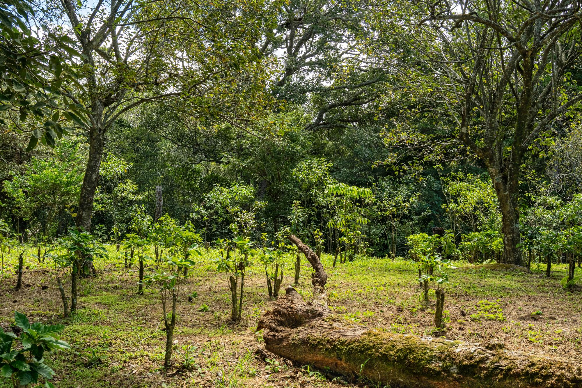 Terreno panorámico en Boquete, Panamá