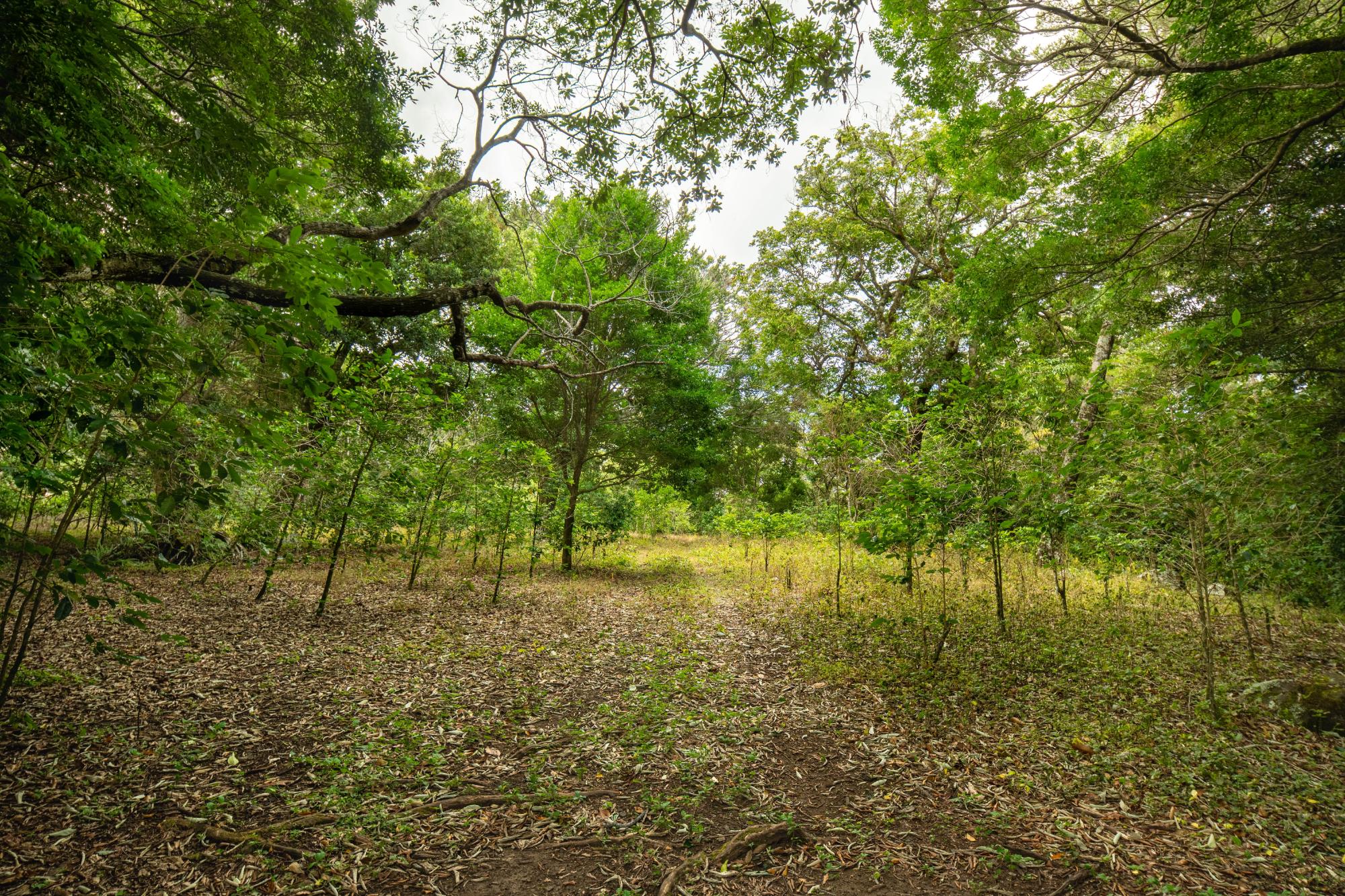 Terreno panorámico en Boquete, Panamá