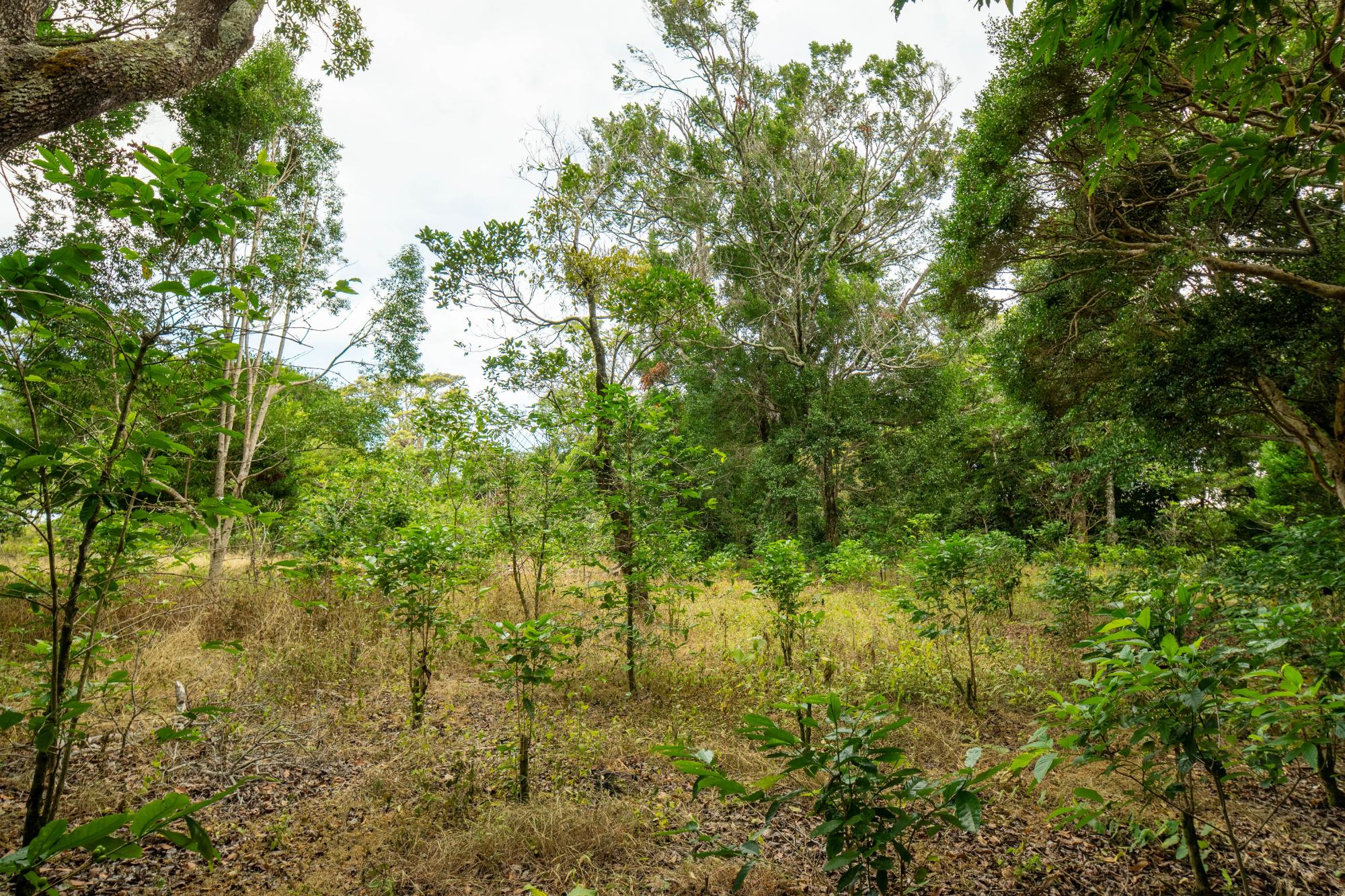 Terreno panorámico en Boquete, Panamá