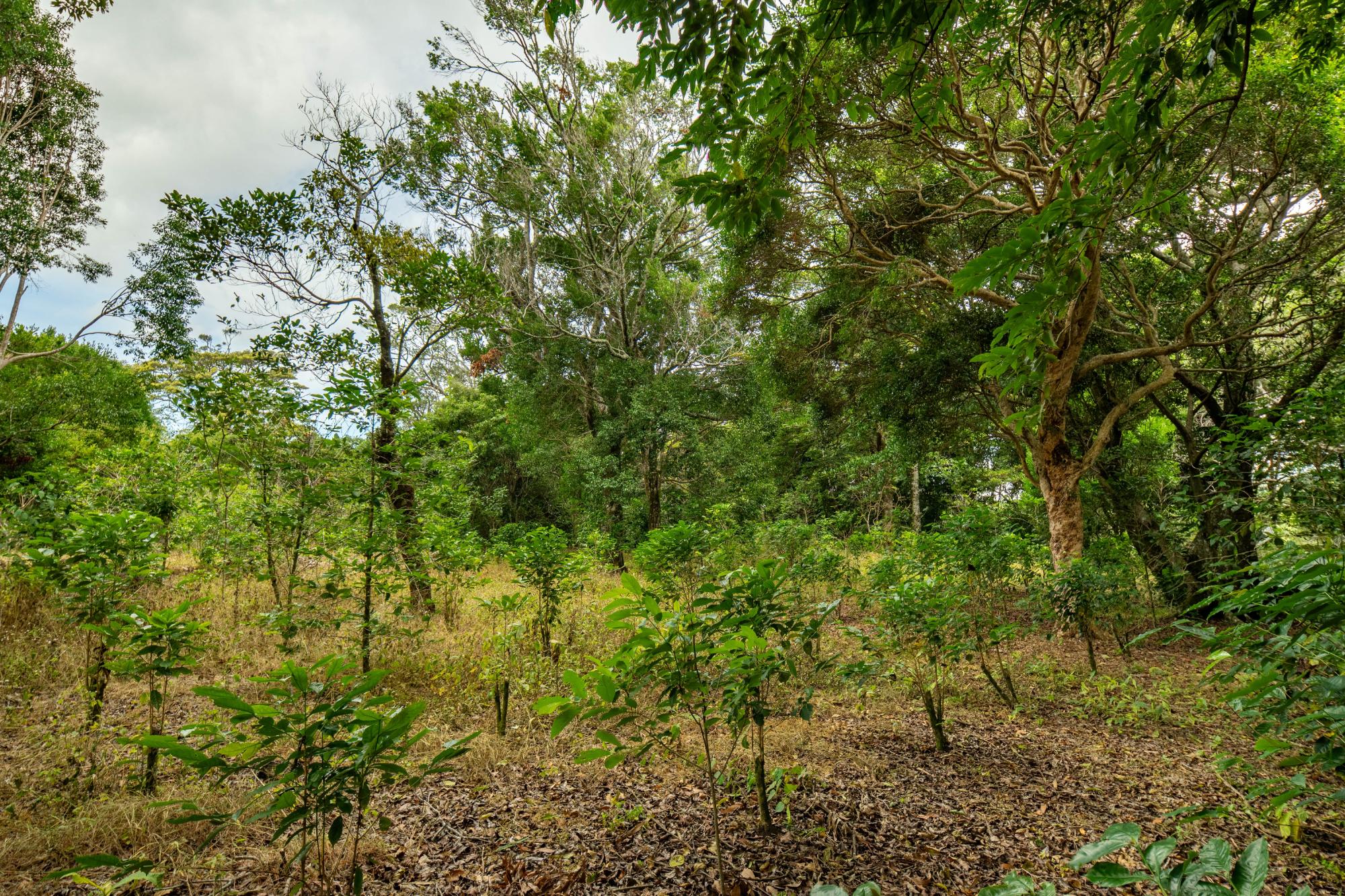 Terreno panorámico en Boquete, Panamá