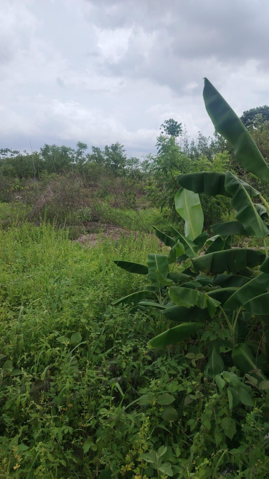 Terreno 5.4 HA en Coloncito de Nueva Gorgona.