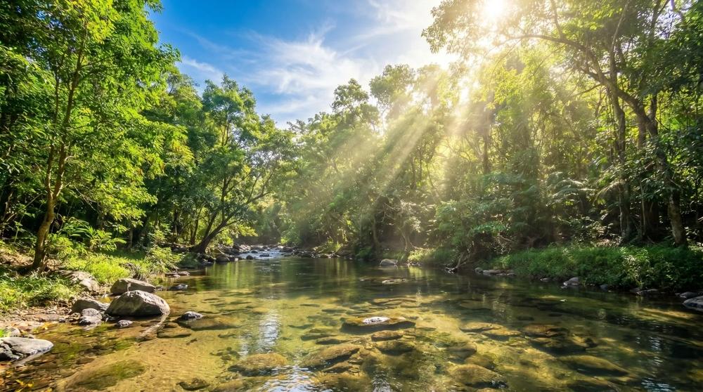 Más de 17 acres de terreno reforestado con acceso al río en las Uvas