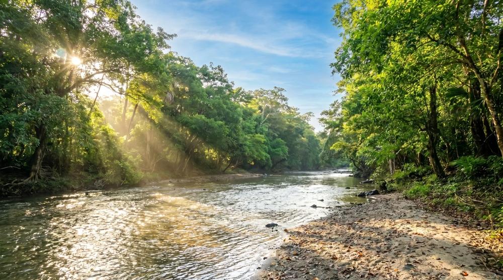 Más de 17 acres de terreno reforestado con acceso al río en las Uvas