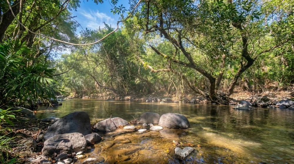 Más de 17 acres de terreno reforestado con acceso al río en las Uvas