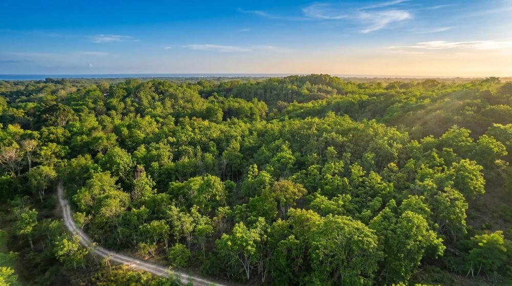 Más de 17 acres de terreno reforestado con acceso al río en las Uvas