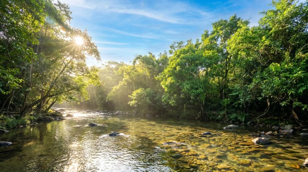 Más de 17 acres de terreno reforestado con acceso al río en las Uvas