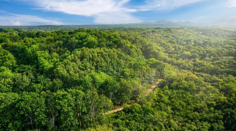 Más de 17 acres de terreno reforestado con acceso al río en las Uvas