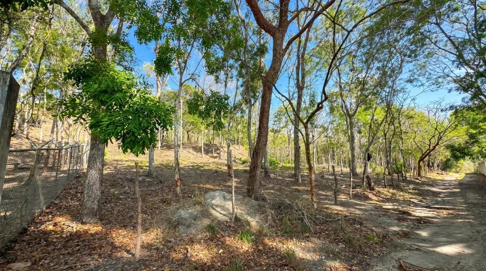 Más de 17 acres de terreno reforestado con acceso al río en las Uvas