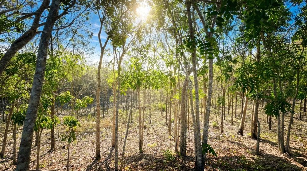 Más de 17 acres de terreno reforestado con acceso al río en las Uvas