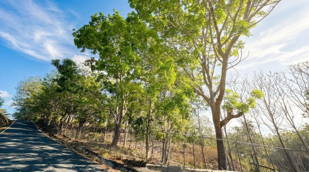 Más de 17 acres de terreno reforestado con acceso al río en las Uvas
