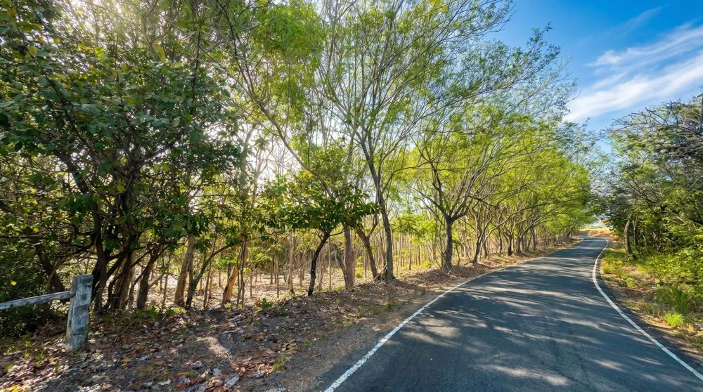 Más de 17 acres de terreno reforestado con acceso al río en las Uvas