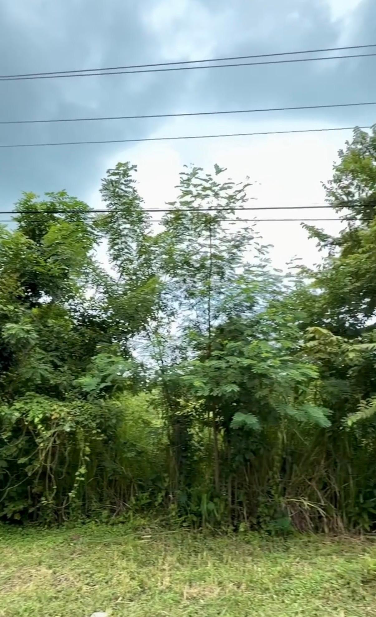 Venta de Terreno 1 en Gorgona