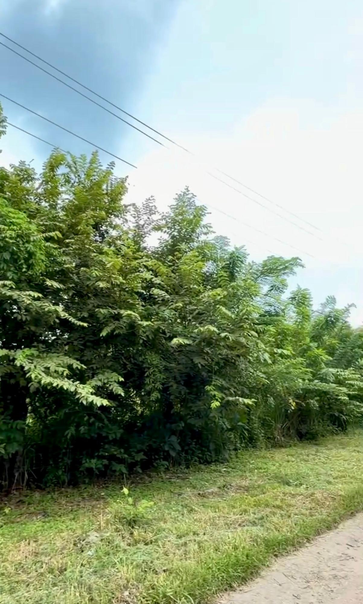 Venta de Terreno 1 en Gorgona