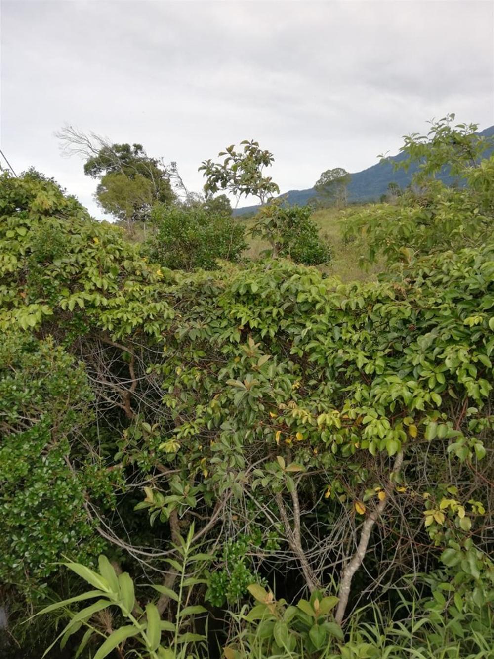 Amplios 5 Hectáreas en Venta en Alto Boquete