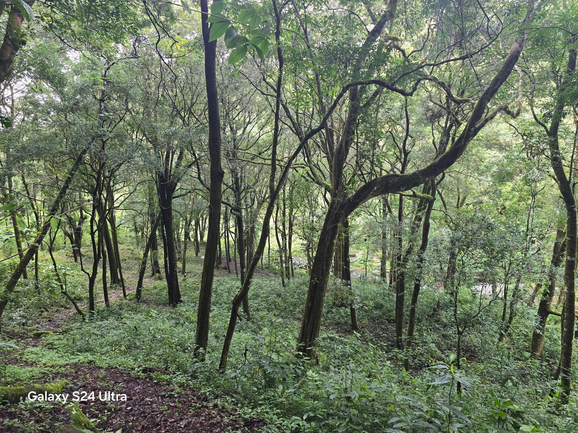 Terreno de 6,9 ha junto a Boquete Country Club — Venta de globo entero