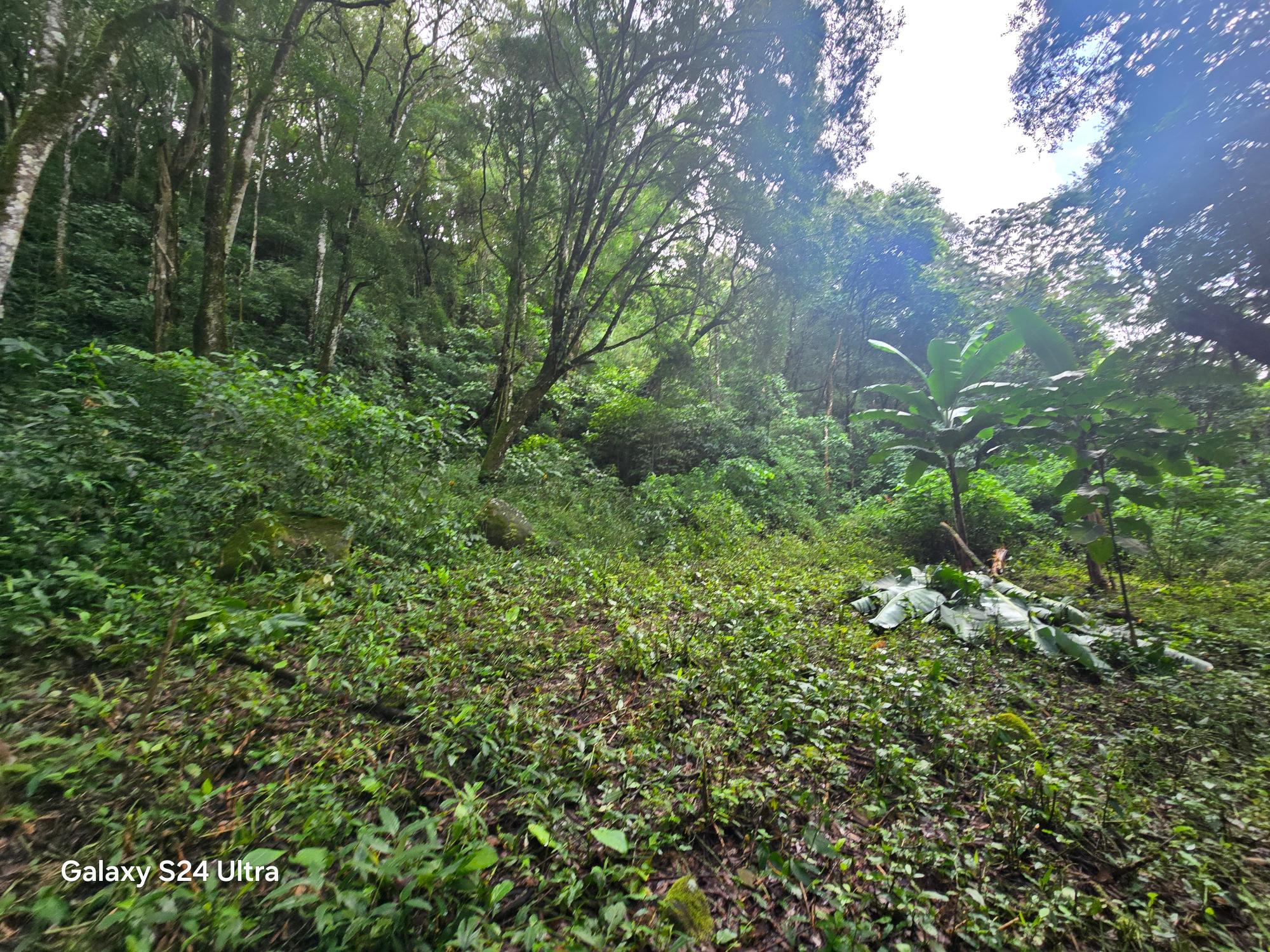 Terreno de 6,9 ha junto a Boquete Country Club — Venta de globo entero