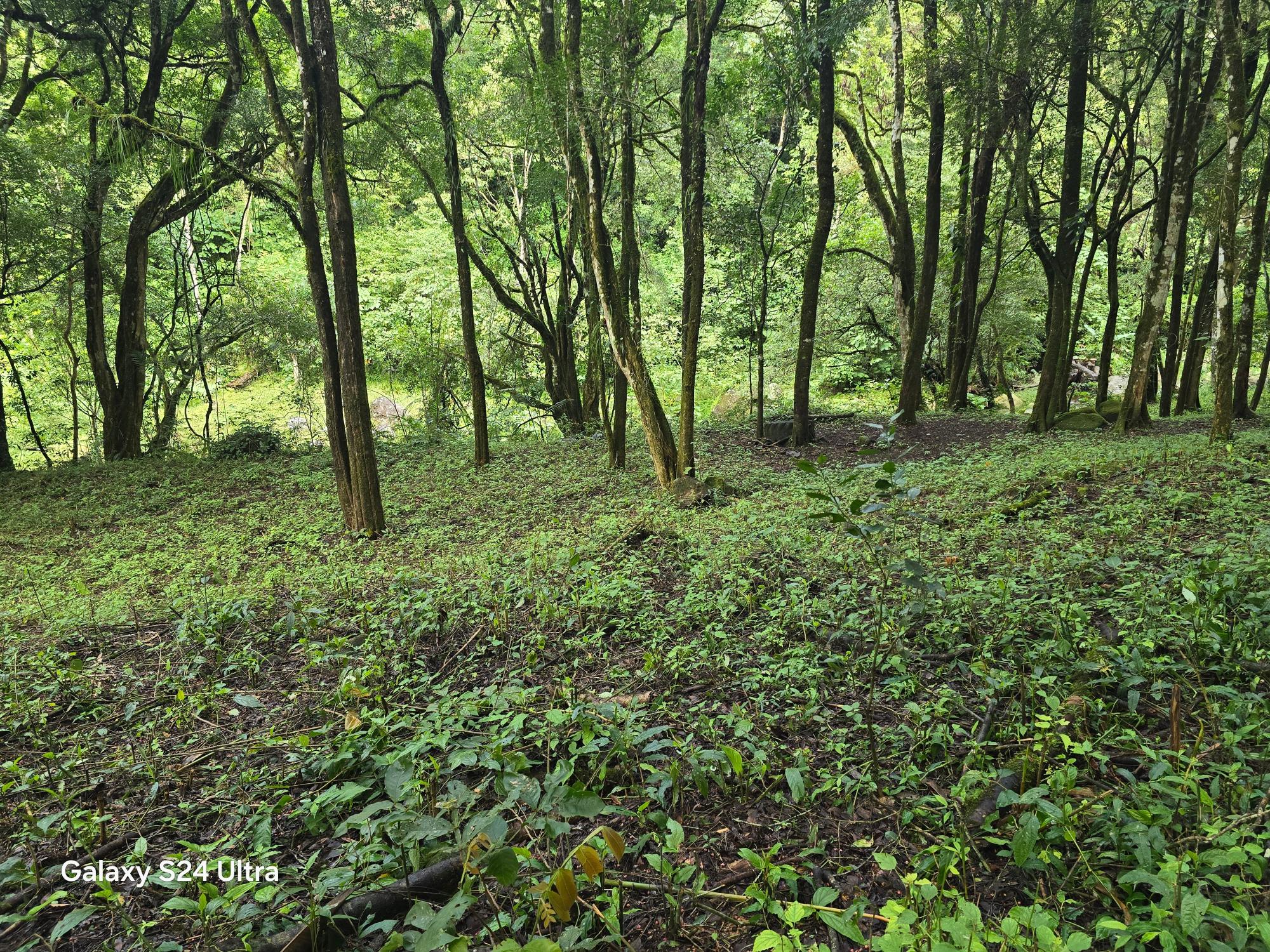 Terreno de 6,9 ha junto a Boquete Country Club — Venta de globo entero