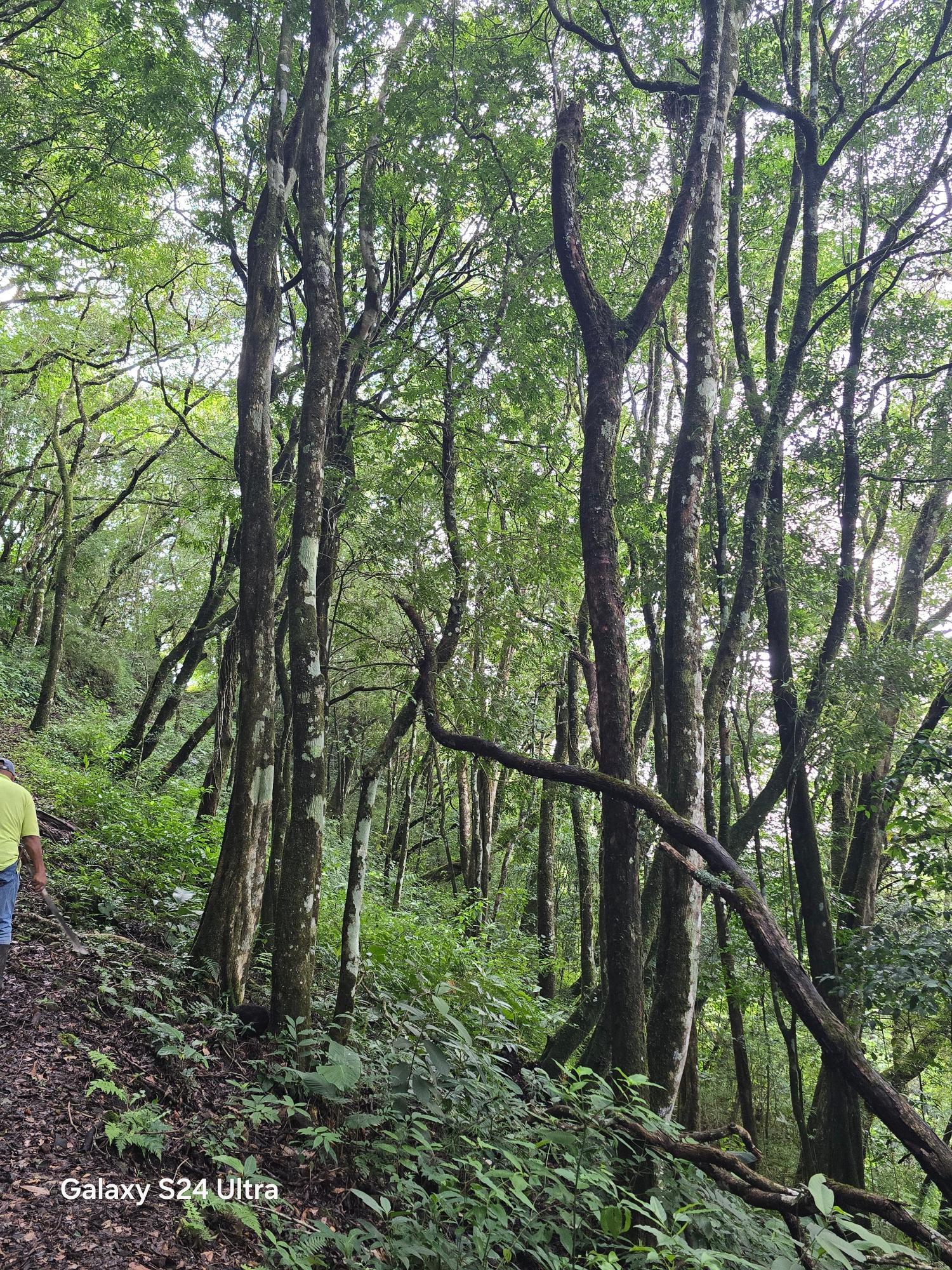 Terreno de 6,9 ha junto a Boquete Country Club — Venta de globo entero