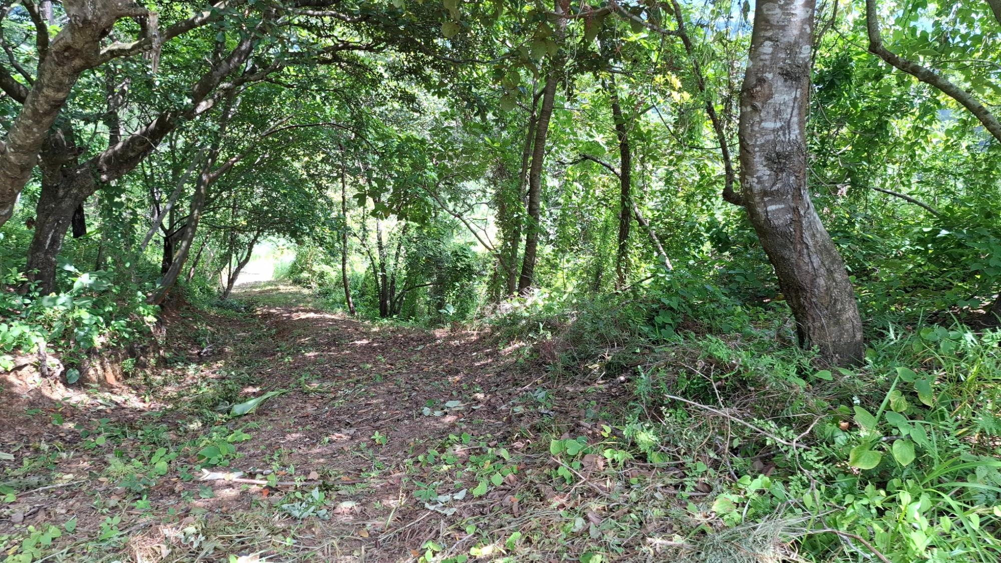 CHAME/BEJUCO TERRENO EN VENTA