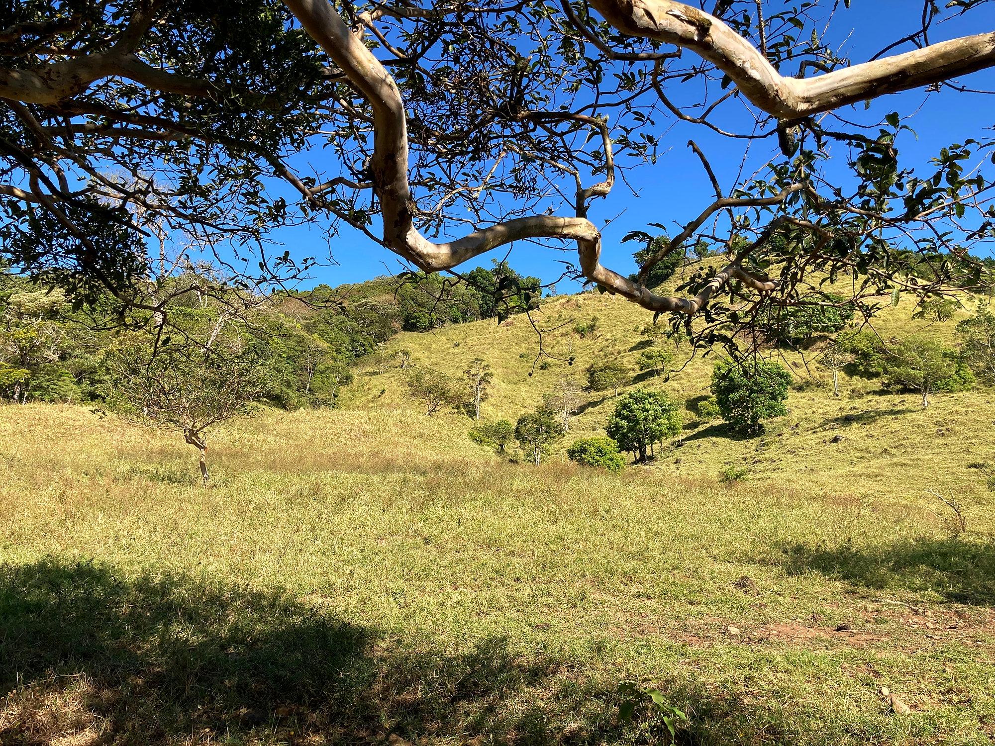 Finca ganadera o refugio privado con café y agua de nacimiento