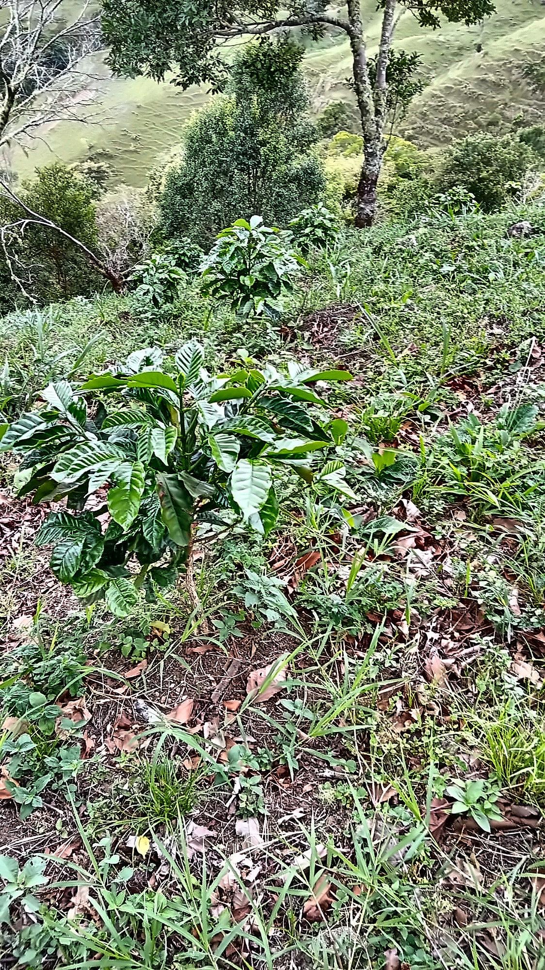 Finca ganadera o refugio privado con café y agua de nacimiento