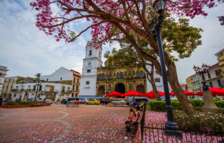 Casco Viejo with flowering tree in summer time