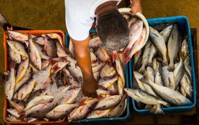 An overhead view of a man sorting through freshly caught fish in large plastic bins at the Mercado de Marisco, with different types of fish piled high.