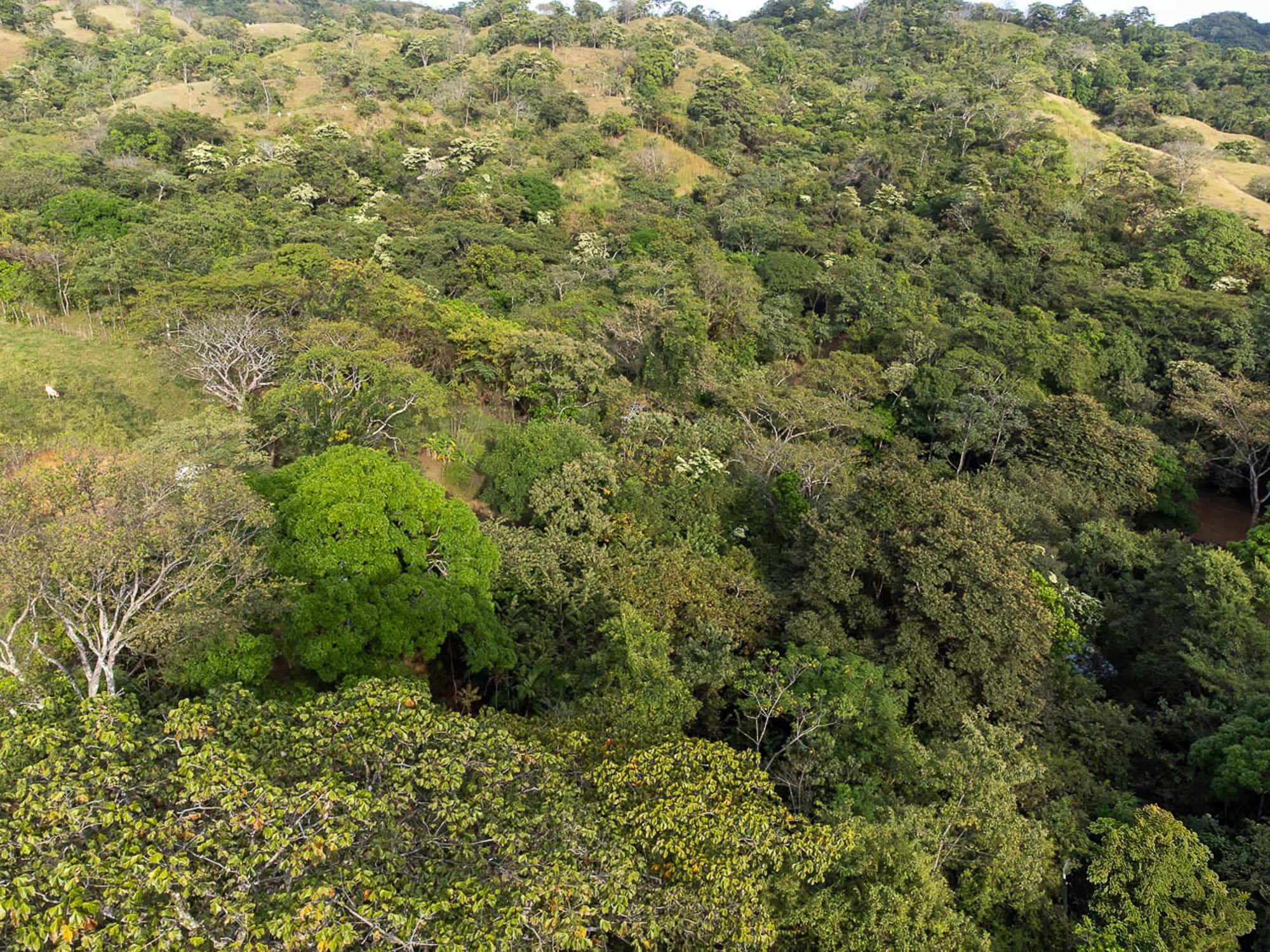 CAMBUTAL LUSH PROPERTY FOR SALE NEAR TOWN