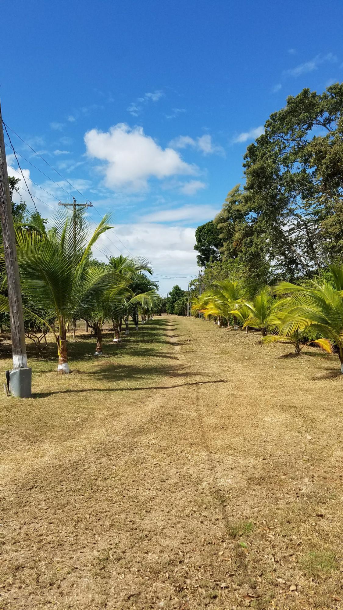 1.4 hectares lot with a country house in Rio Hato