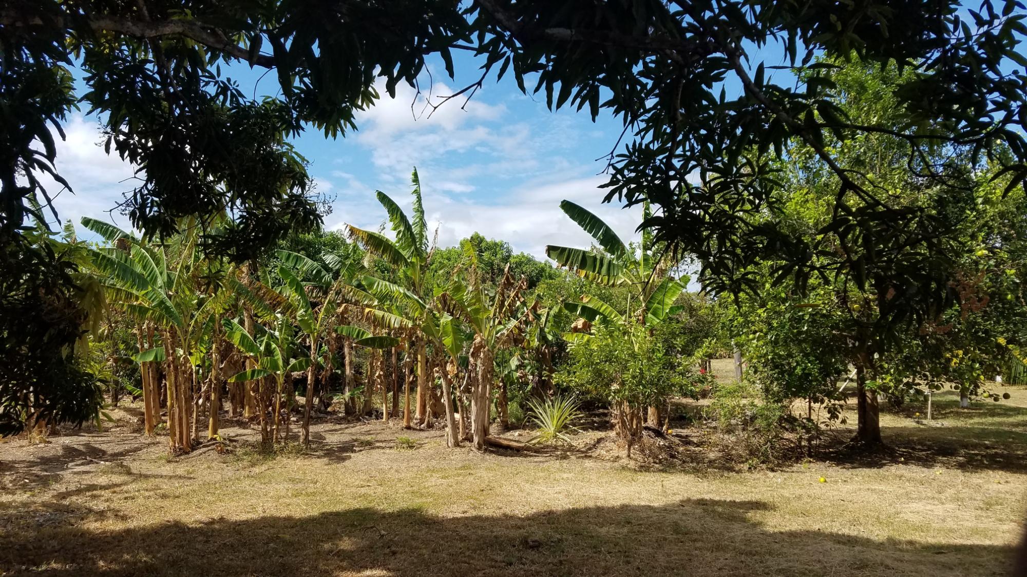 1.4 hectares lot with a country house in Rio Hato