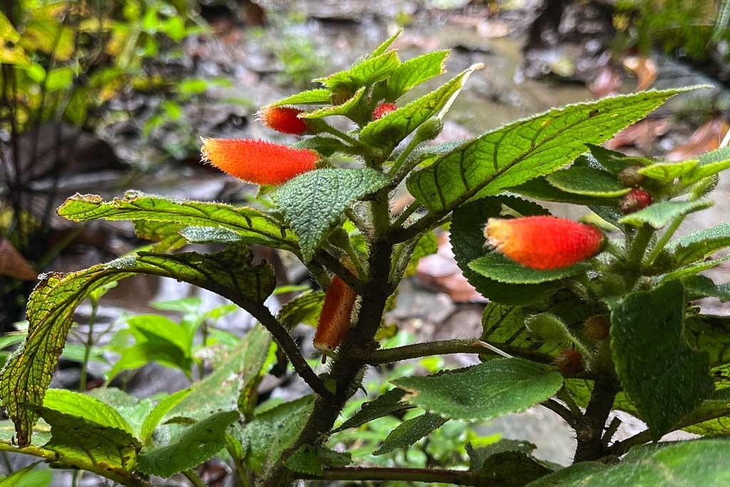 Ultra-Rare Panama Canal Investment Opportunity