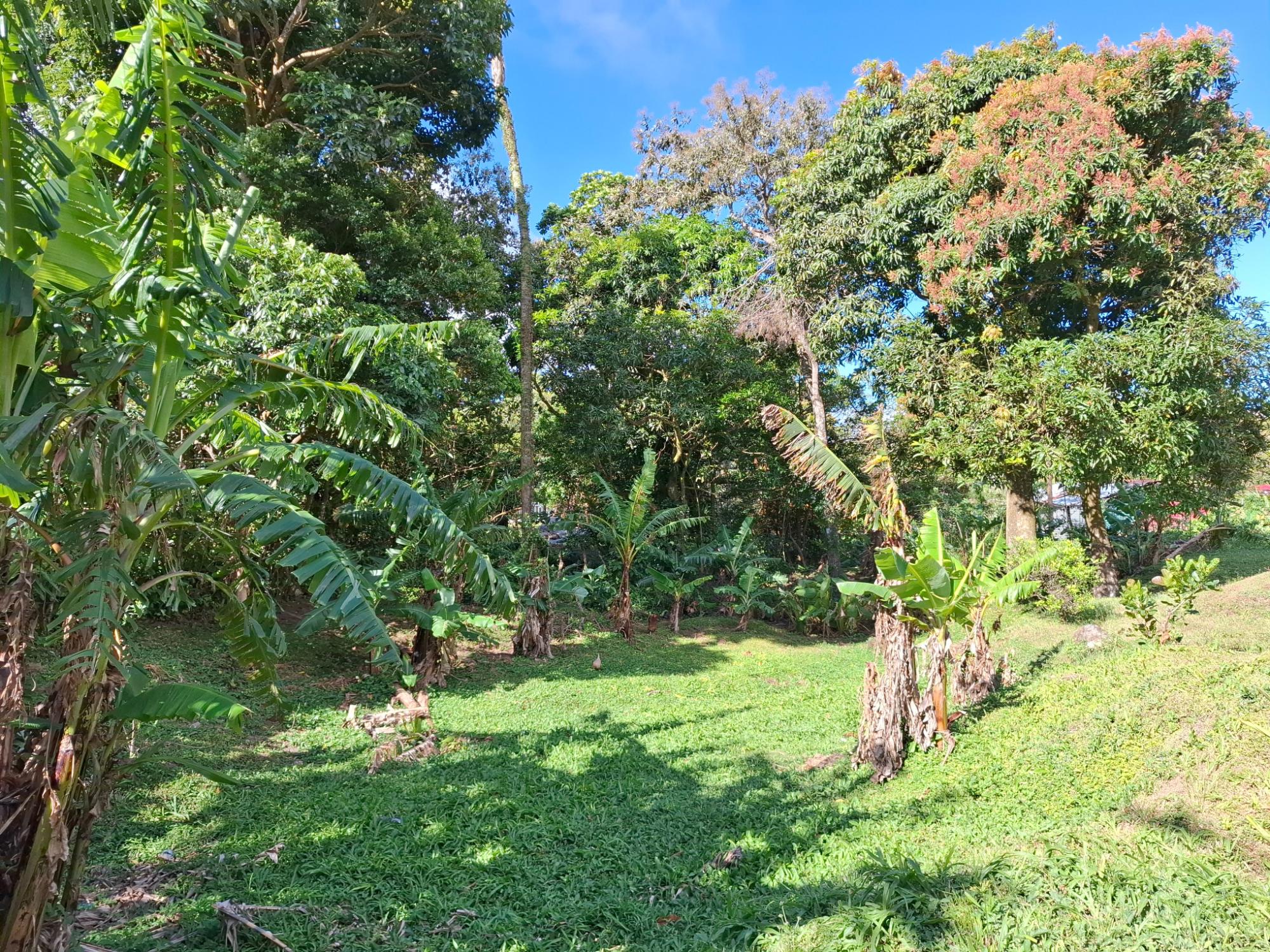Exceptional Mountain Lot in El Valle de Antón!