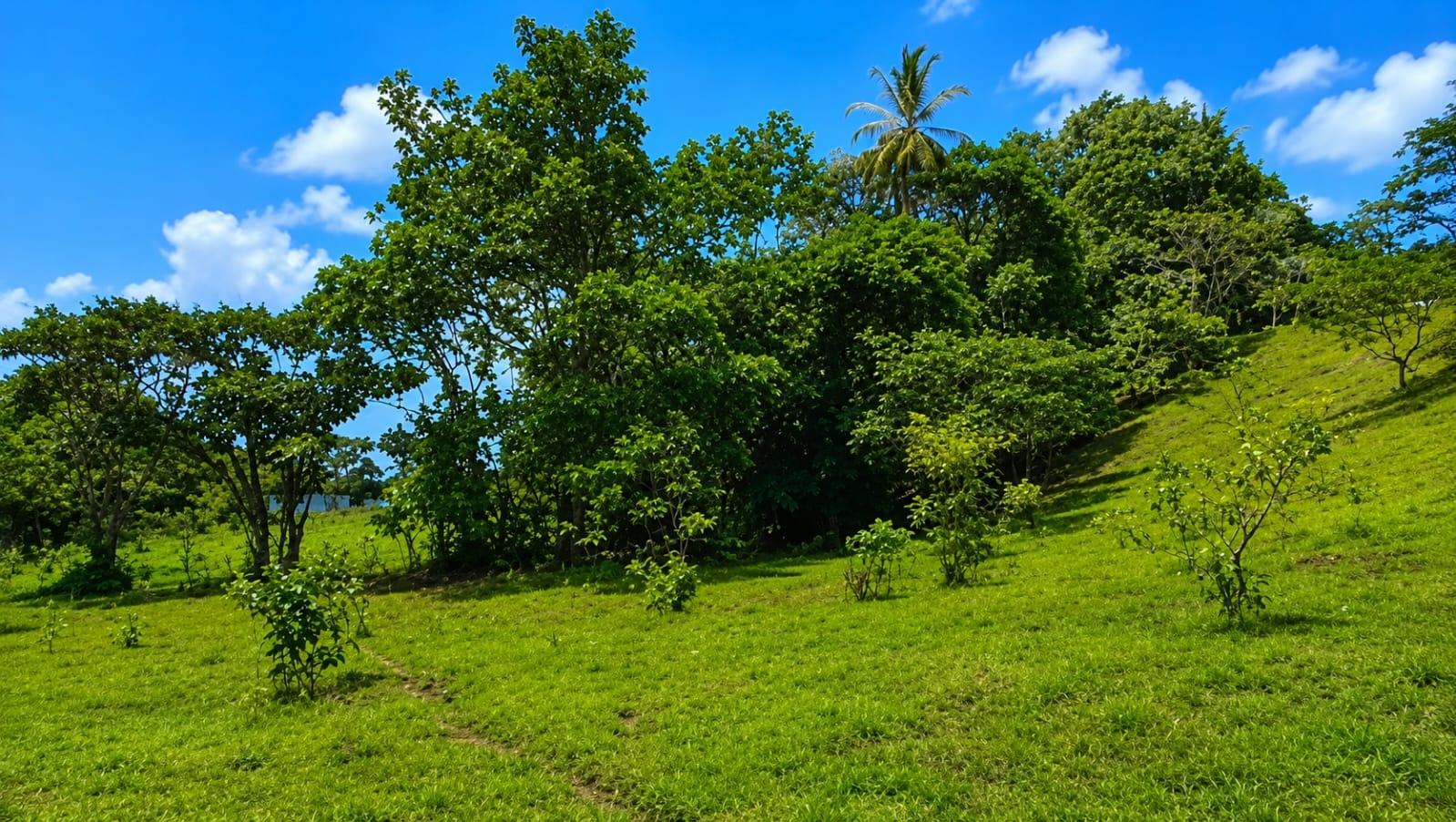 14.5 Hectare Lakefront Land on Gatun Lake, Arenosa